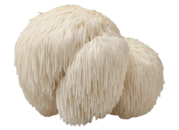 Lion's Mane Mushroom