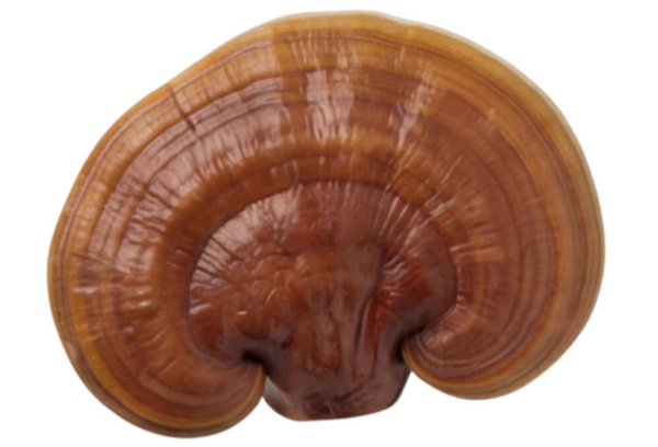 Reishi Mushroom